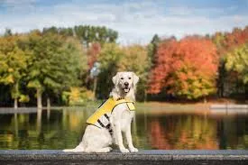 GF Pet Life Jacket Yellow for Dogs